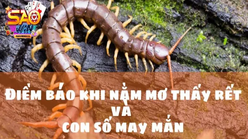 mơ thấy rết số may mắn